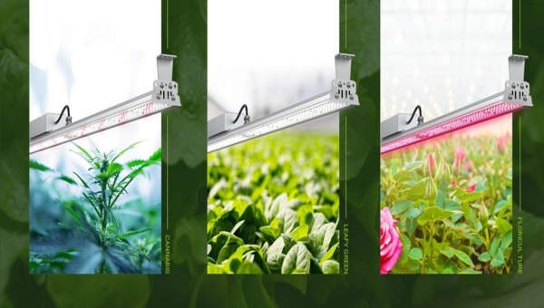 لامپ رشد گیاه جایگزینی برای خورشید